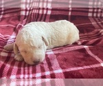 Small Labradoodle