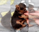 Small Photo #365 Yorkshire Terrier Puppy For Sale in AKRON, OH, USA