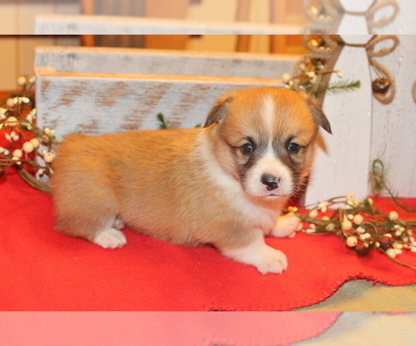 Medium Photo #2 Pembroke Welsh Corgi Puppy For Sale in MALTA, OH, USA