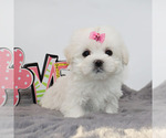 Small #2 Maltese