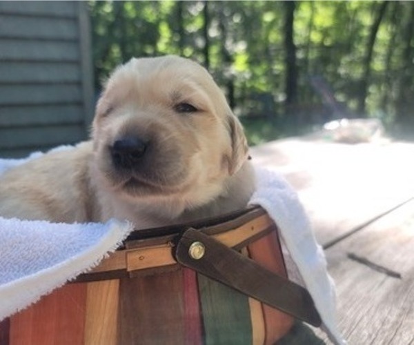 Medium Photo #14 Golden Retriever Puppy For Sale in ROCKFORD, MI, USA