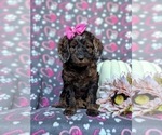 Small Photo #1 Cockapoo Puppy For Sale in KIRKWOOD, PA, USA