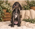 Puppy Hank Great Dane