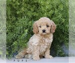 Small #2 Cavapoo