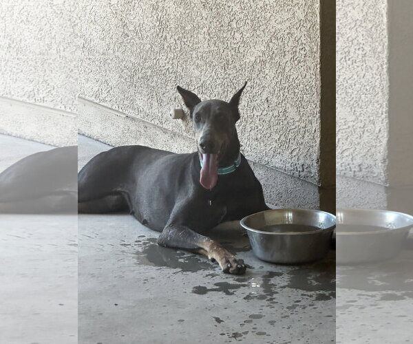 Medium Photo #16 Doberman Pinscher Puppy For Sale in Buffalo, MN, USA