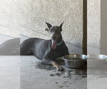 Small #15 Doberman Pinscher