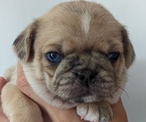Pug Puppy for sale in OAKDALE, CT, USA