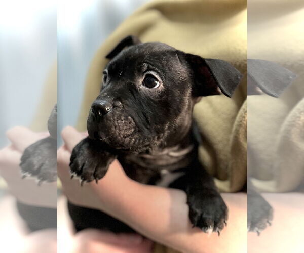 Medium Photo #2 Boxer-Unknown Mix Puppy For Sale in Estherville, IA, USA