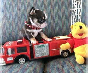 Chihuahua Puppy for sale in NEWVILLE, PA, USA