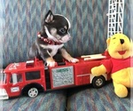 Small Chihuahua