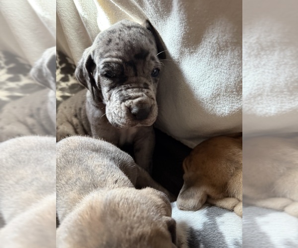 Medium Photo #17 Great Dane Puppy For Sale in PITTSBURG, CA, USA