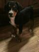 Small #6 Greater Swiss Mountain Dog