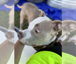 Small #4 American Staffordshire Terrier Mix