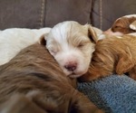 Small #12 Bernedoodle (Miniature)