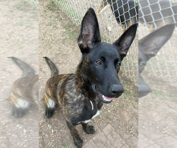 Medium Photo #3 Holland Shepherd Puppy For Sale in Imlay City, MI, USA