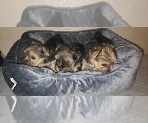 Yorkshire Terrier Dog for Adoption in CO SPGS, Colorado USA