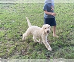 Small Photo #13 Goldendoodle Puppy For Sale in CANON, GA, USA