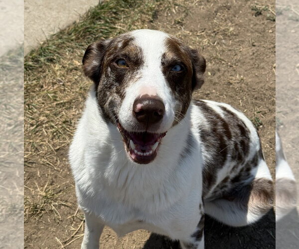 Medium Photo #15 Catahoula Leopard Dog-Unknown Mix Puppy For Sale in Lakewood, CO, USA