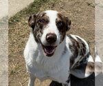 Small Photo #15 Catahoula Leopard Dog-Unknown Mix Puppy For Sale in Lakewood, CO, USA