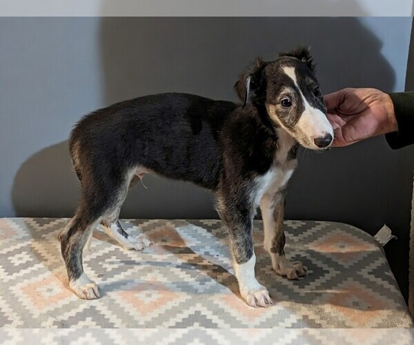 Medium Photo #8 Borzoi Puppy For Sale in FULTON, NY, USA