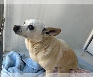 Chihuahua Dogs for adoption in Sacramento, CA, USA