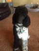 Small Photo #1 Poodle (Standard) Puppy For Sale in OOLOGAH, OK, USA