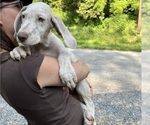 Small Photo #74 Great Dane Puppy For Sale in SPRAGGS, PA, USA