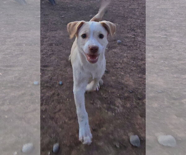 Medium Photo #4 Jack Russell Terrier-Unknown Mix Puppy For Sale in Peralta, NM, USA
