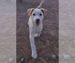 Small #3 Jack Russell Terrier Mix