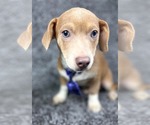 Small #2 Chihuahua Mix