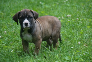 Presa Canario Puppy for sale in FREDERICKSBURG, OH, USA