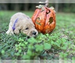 Small Photo #12 Goldendoodle Puppy For Sale in CROCKETT, TX, USA