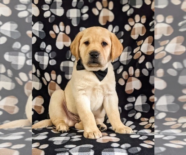Medium Photo #2 Labrador Retriever Puppy For Sale in LITITZ, PA, USA