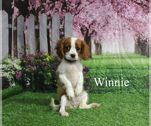 Cavalier King Charles Spaniel Puppy for sale in CHANUTE, KS, USA