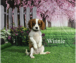 Image preview for Ad Listing. Nickname: Winnie