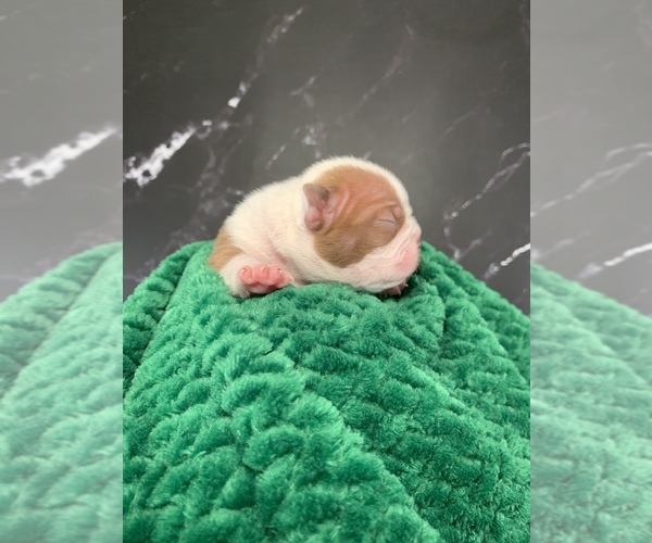 Medium Photo #53 Boston Terrier Puppy For Sale in TULARE, CA, USA