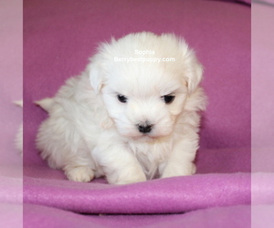 Maltese Puppy for sale in JUNIPER HILLS, CA, USA