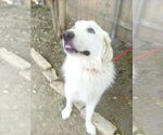 Small #2 Great Pyrenees