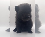Small Photo #4 Pomeranian Puppy For Sale in ROCHESTER, NY, USA