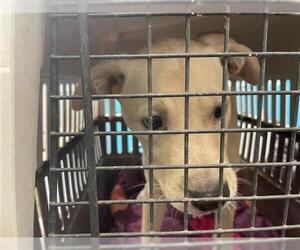 Labrador Retriever Dogs for adoption in Waco, TX, USA