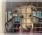 Small Labrador Retriever
