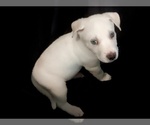 Puppy Puppy 8 Alaskan Husky-American Pit Bull Terrier Mix