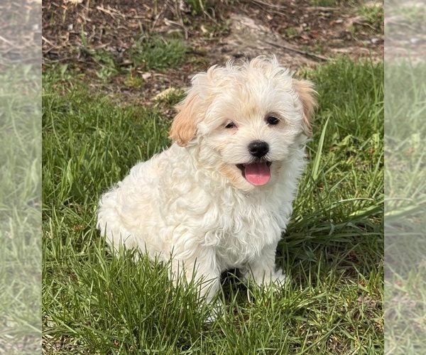 Medium Photo #1 Havanese Puppy For Sale in CANOGA, NY, USA