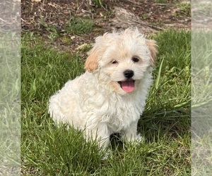 Havanese Puppy for sale in CANOGA, NY, USA
