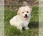 Small Havanese
