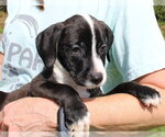 Small Photo #4 Retriever -Unknown Mix Puppy For Sale in Prattville, AL, USA
