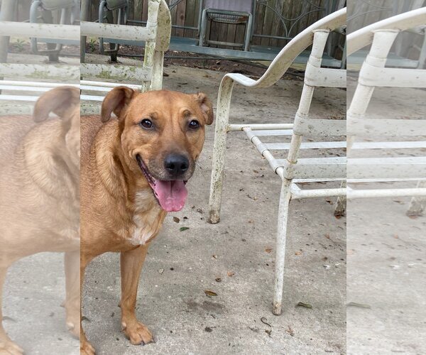 Medium Photo #2 Mutt Puppy For Sale in Spring, TX, USA