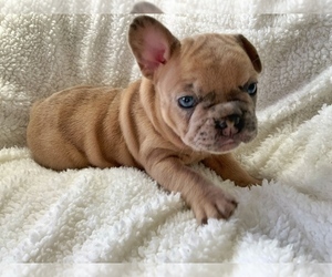 French Bulldog Puppy for Sale in HIALEAH, Florida USA