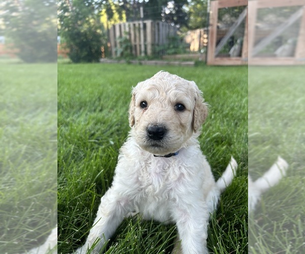 Medium Photo #20 Goldendoodle Puppy For Sale in GREELEY, CO, USA