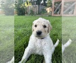 Small #19 Goldendoodle